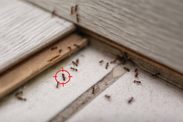 Best Pest Removal Services  in Bellmore, NY