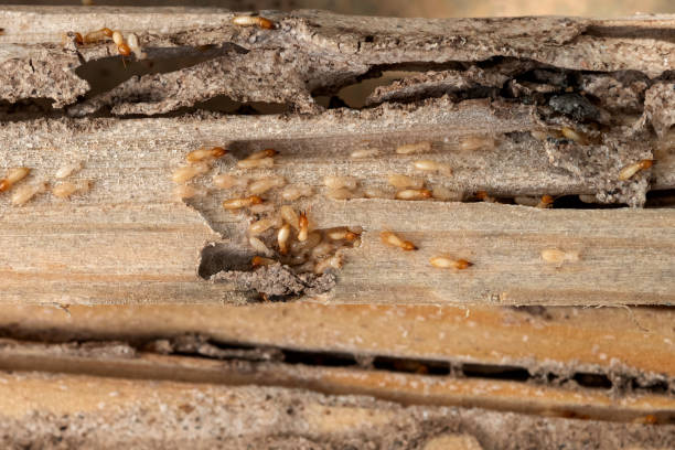 Best Pest Removal Services  in Bellmore, NY