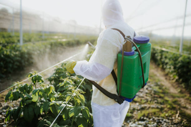 Wasp Removal Services in Bellmore, NY